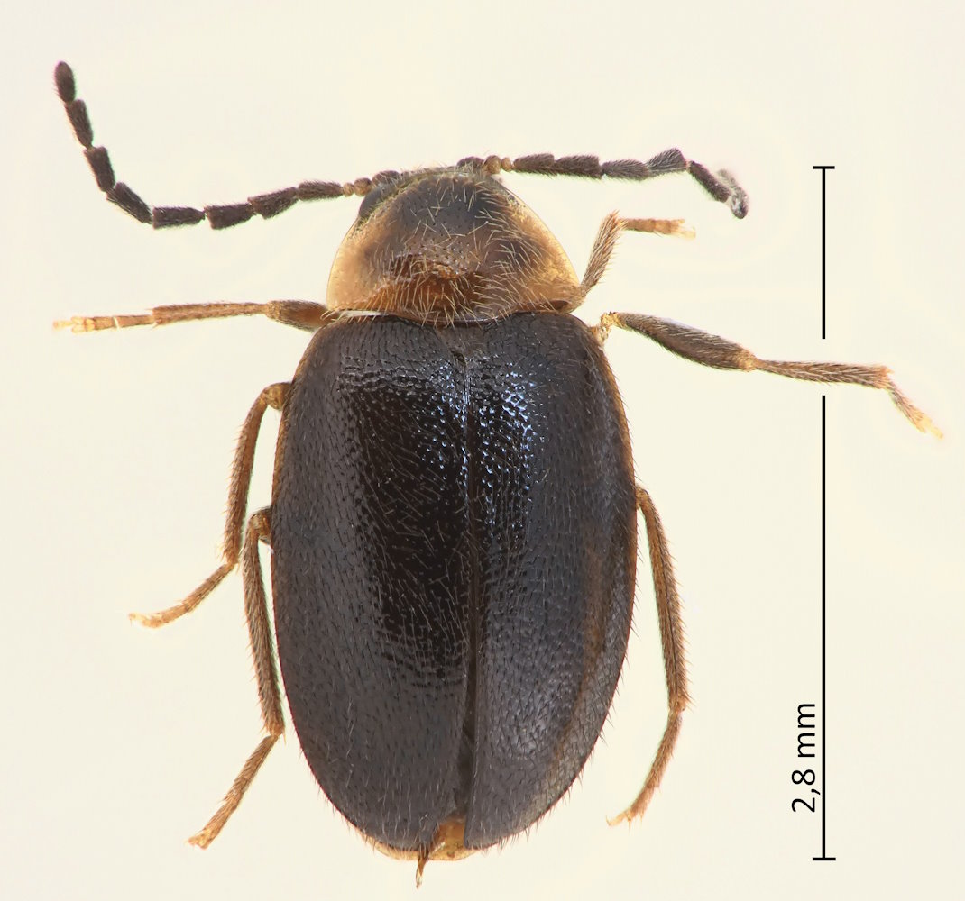 Sacodes minima