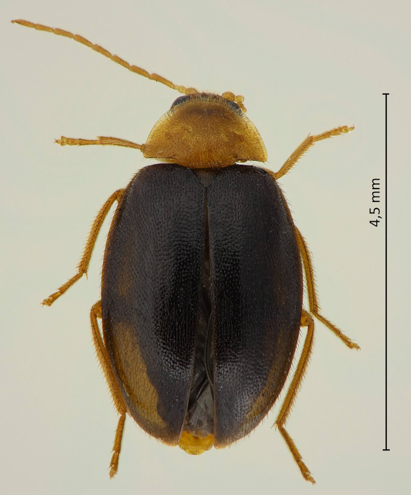 Sacodes nakanei