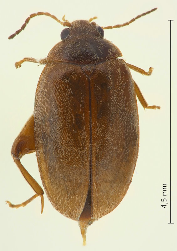 Scirtes japonicus