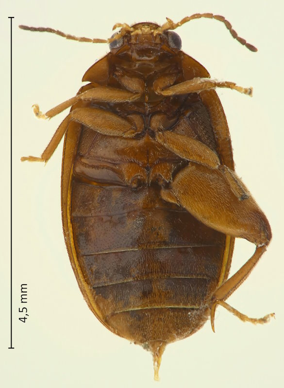 Scirtes japonicus
