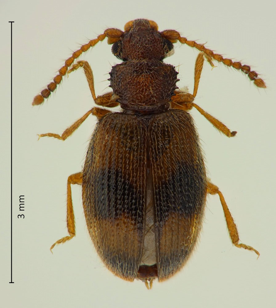 Psammoecus fasciatus