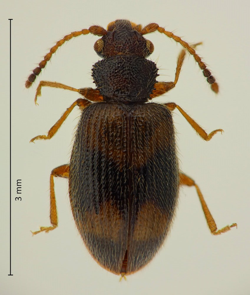 Psammoecus fasciatus