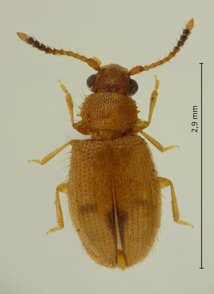 Psammoecus trimaculatus