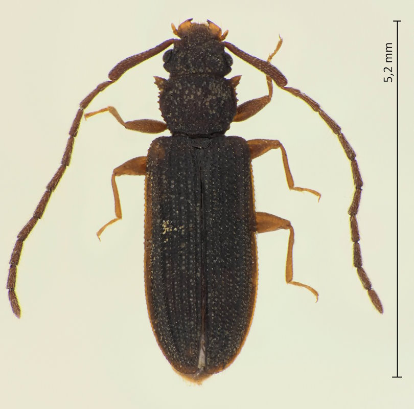 Uleiota arboreus