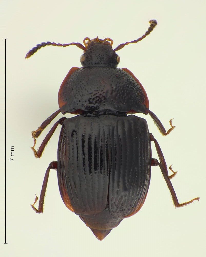 Apatetica princeps