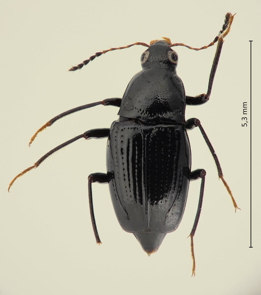 Ascaphium tibiale