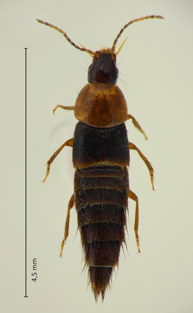 Atanygnathus terminalis