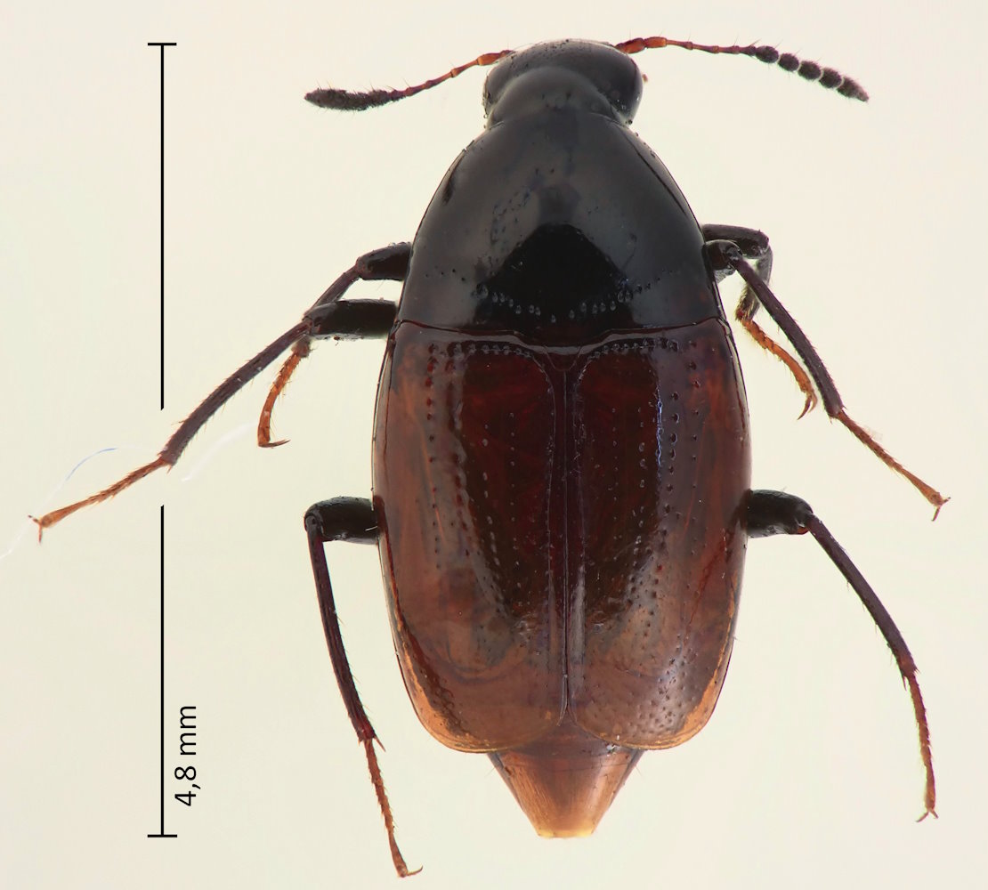 Episcaphium semirufum