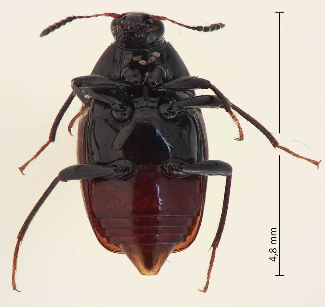 Episcaphium semirufum