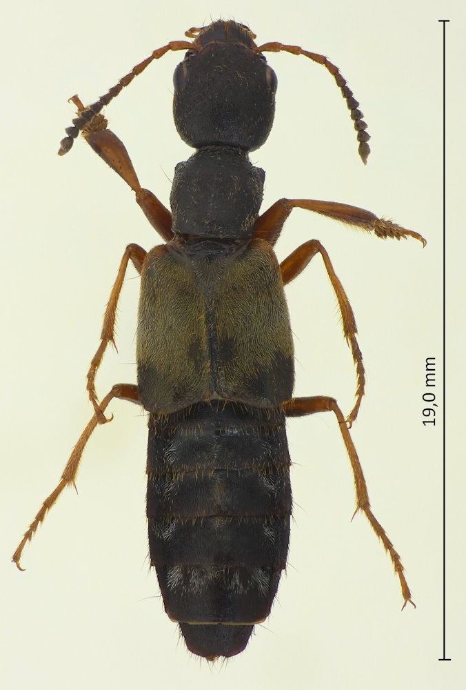Eucibdelus japonicus