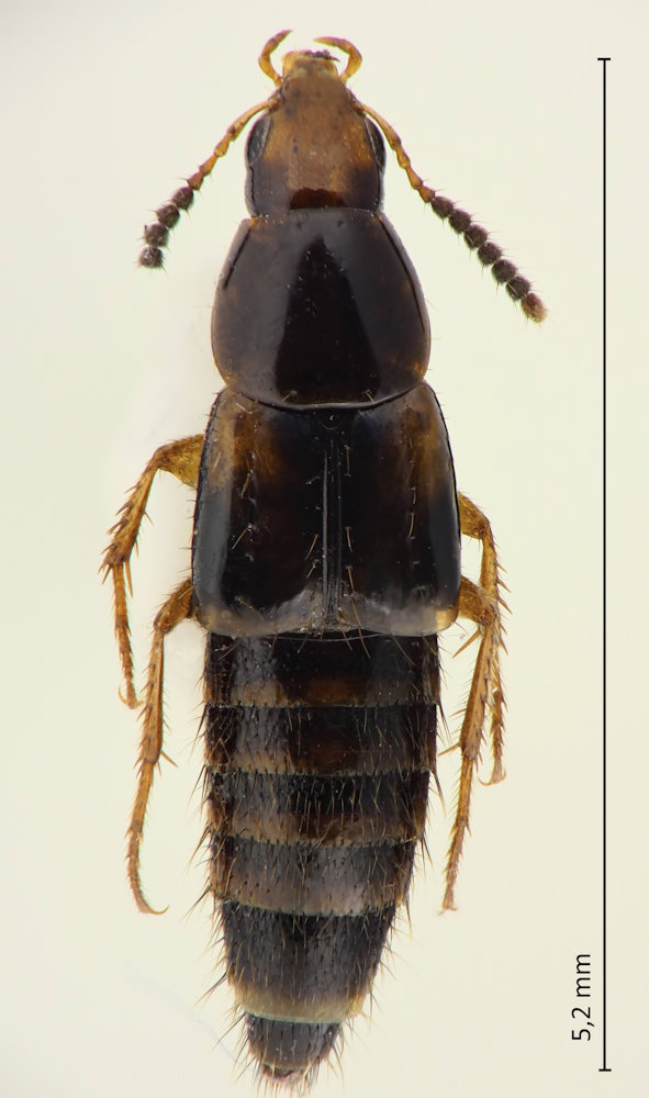Lordithon pallidiceps