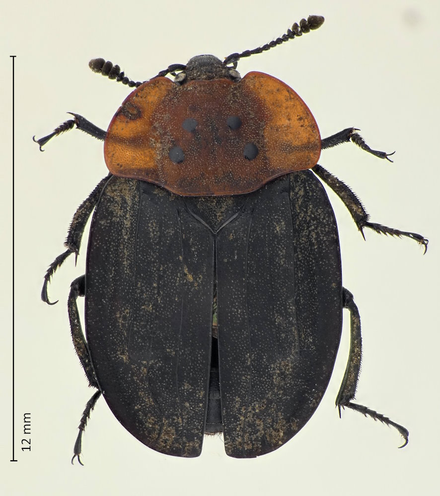 Oiceoptoma nigropunctatum