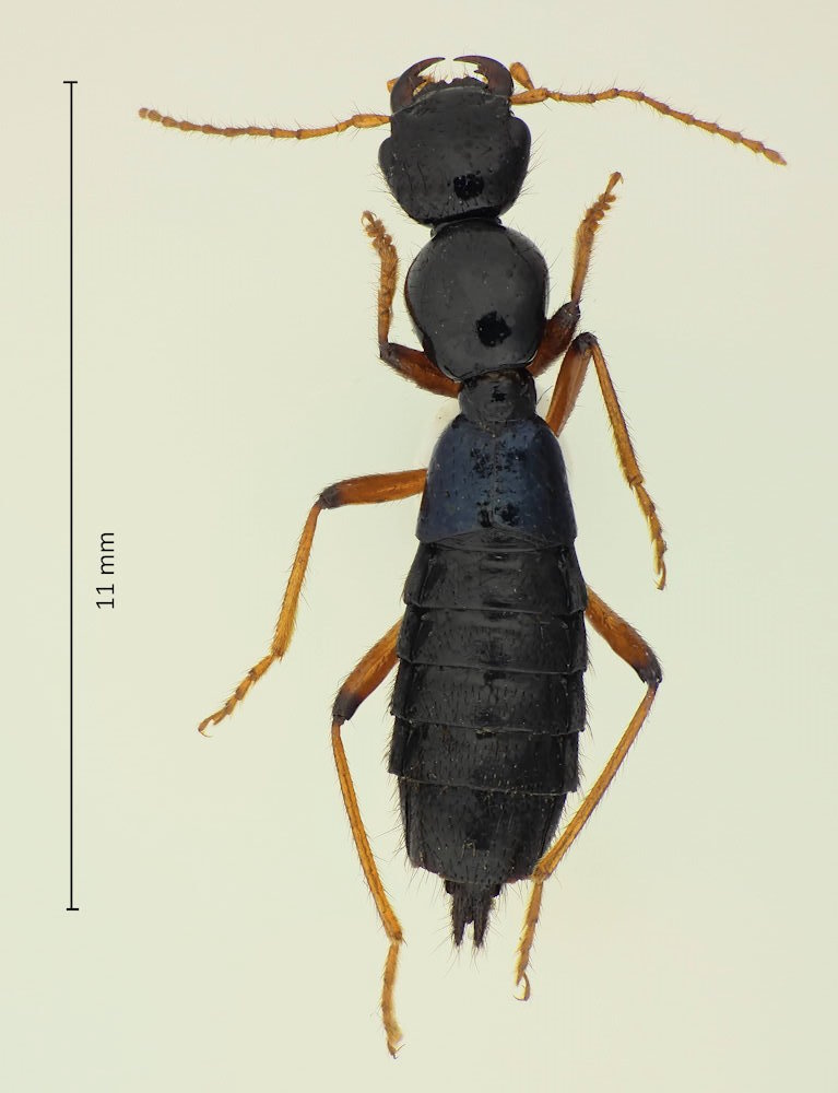 Paederus lewisi