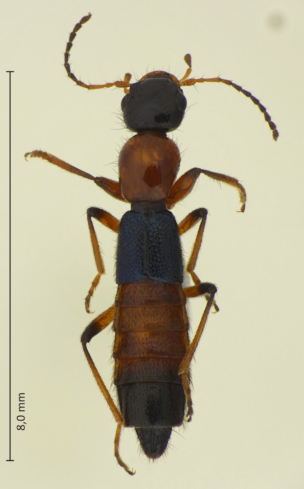 Paederus parallelus