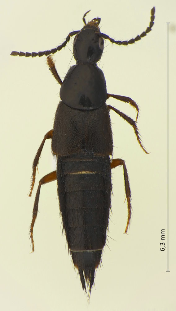 Philonthus sp.