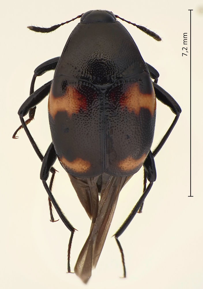 Scaphidium emarginatum