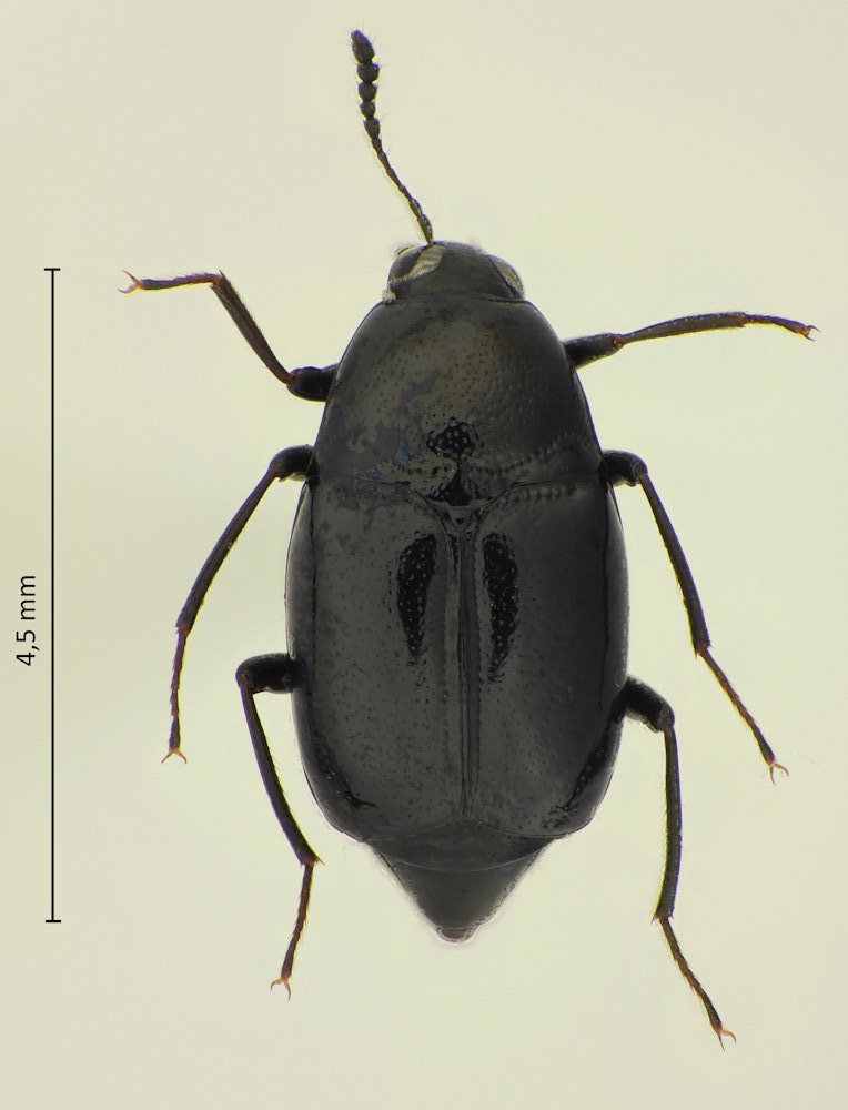 Scaphidium incisum