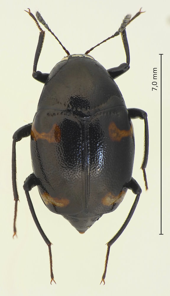 Scaphidium japonum