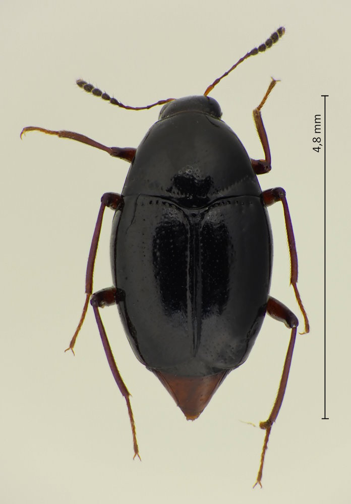 Scaphidium rufipygum