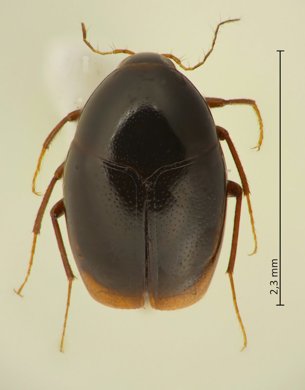 Scaphisoma cf. crassipes