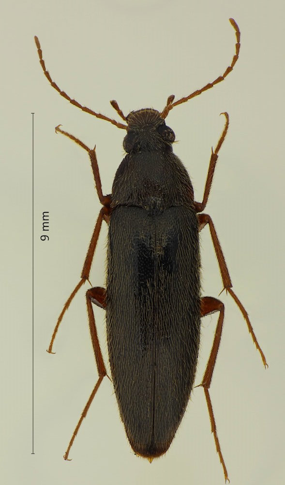 Synchroa melanotoides
