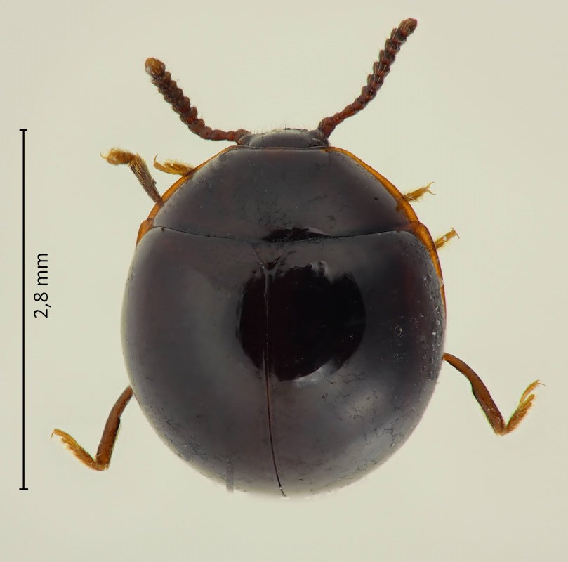 Ades convexus