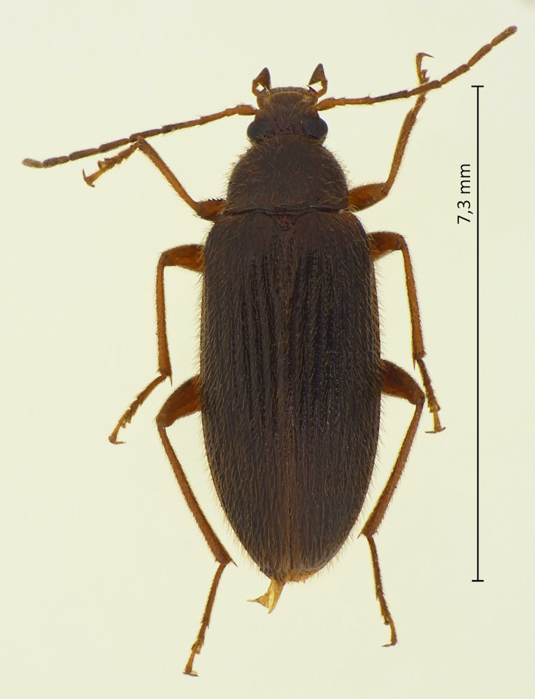 Allecula aeneipennis
