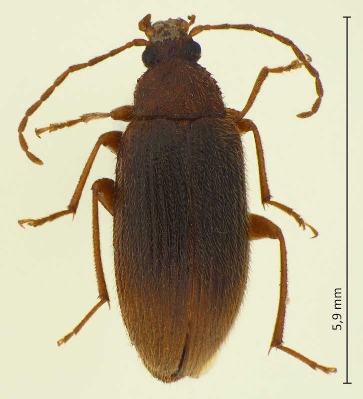 Allecula aeneipennis