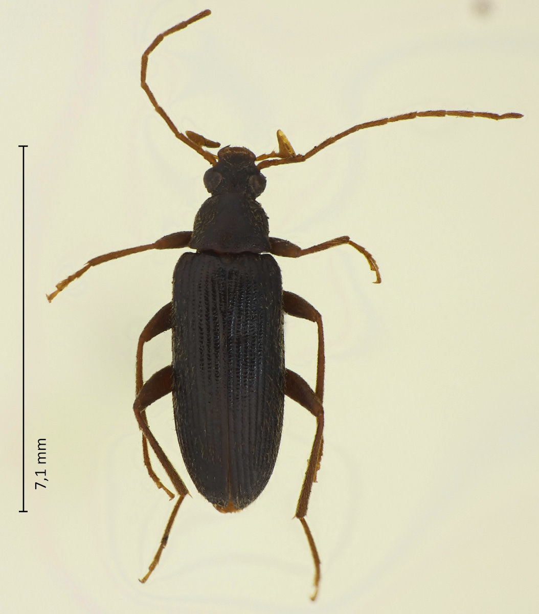 Allecula tenuis