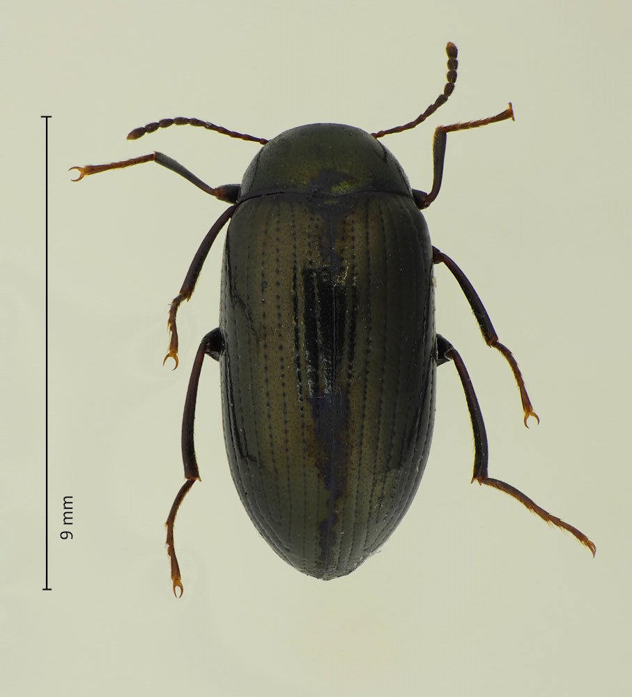 Amarygmus curvus