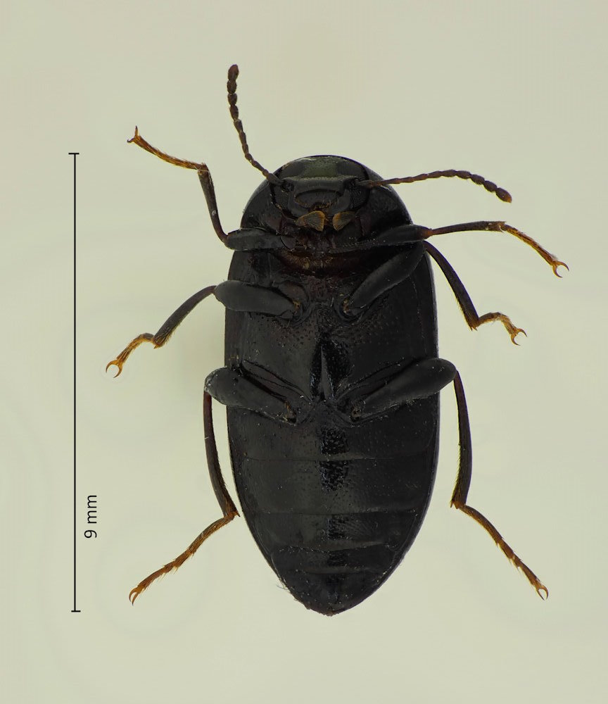 Amarygmus curvus, Unterseite
