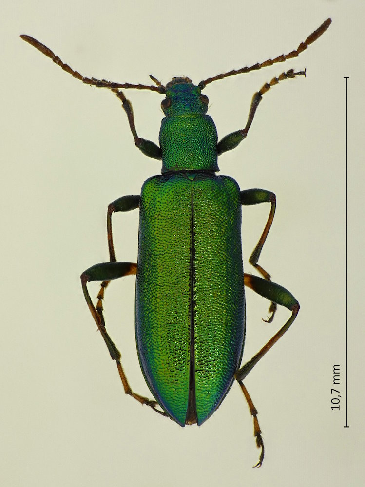 Arthromacra decora