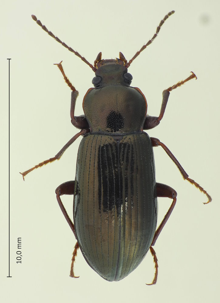 Asialassus cordicollis