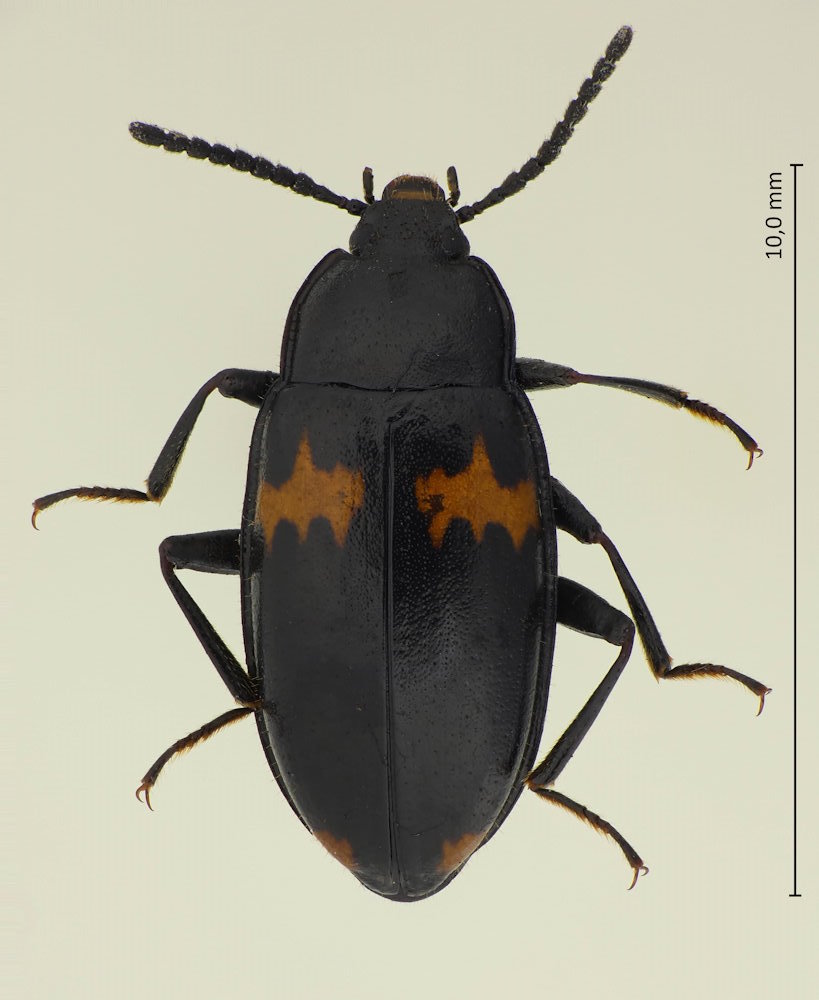 Basanus erotyloides