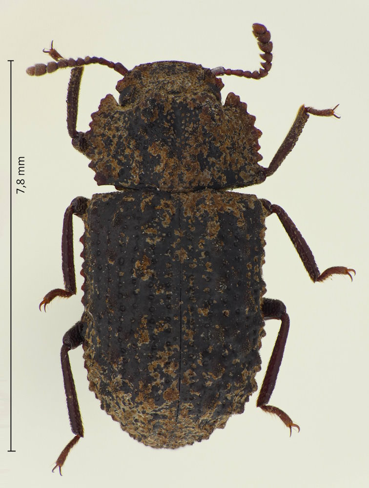 Boletoxenus bellicosus