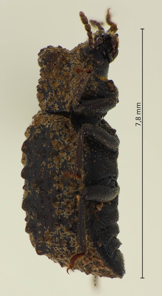 Boletoxenus bellicosus