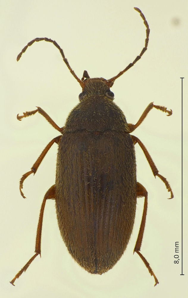 Borboresthes acicularis