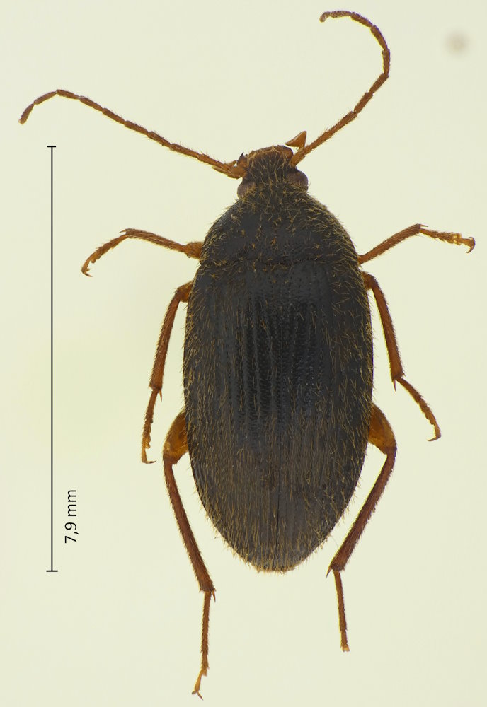 Borboresthes cruralis