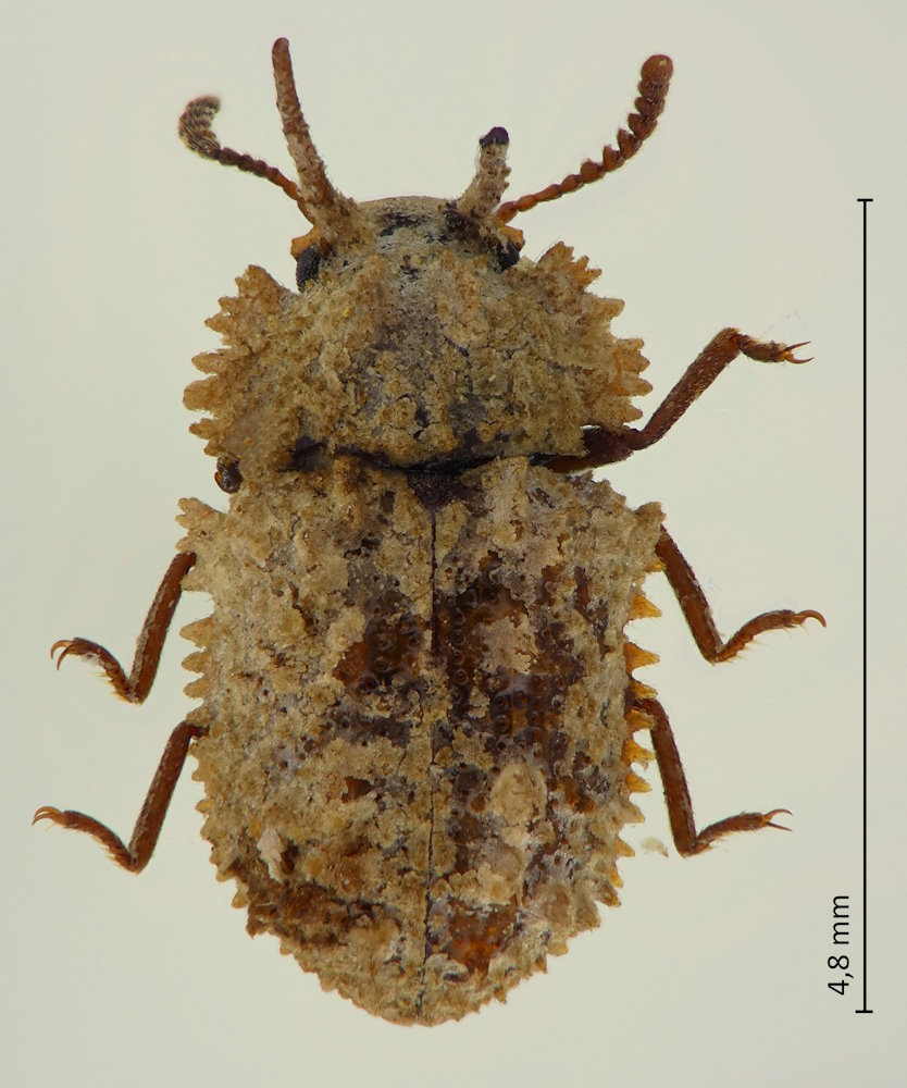 Byrsax lewisi