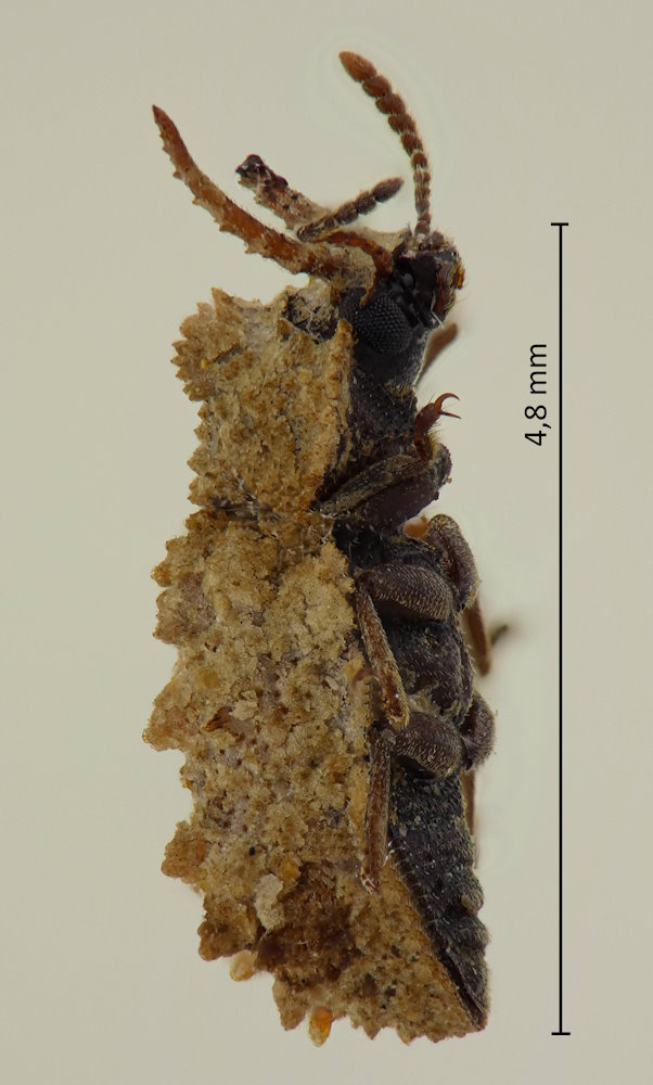 Byrsax lewisi
