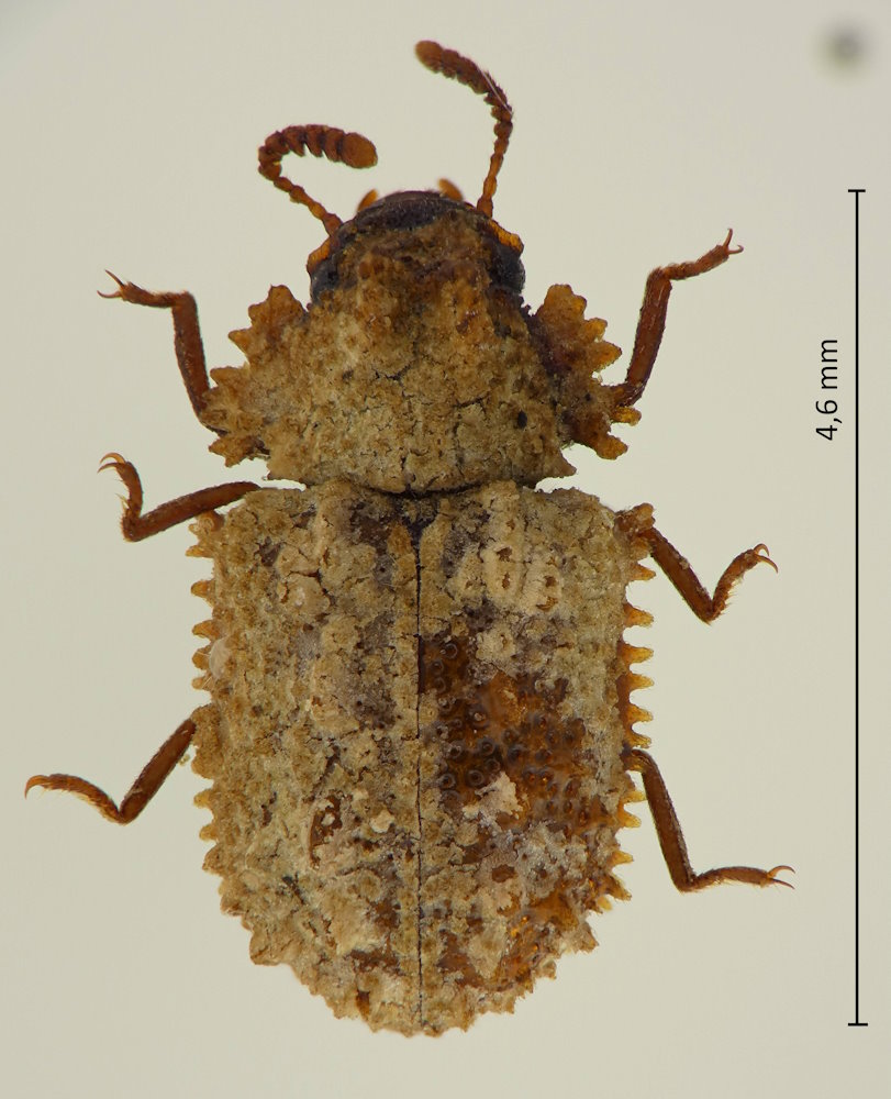 Byrsax lewisi