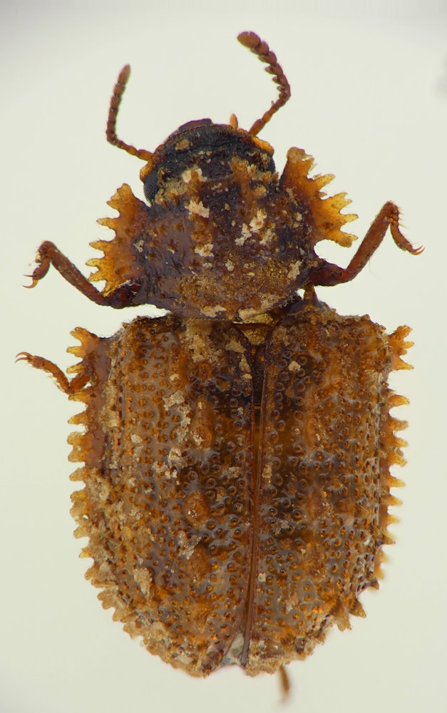 Byrsax lewisi