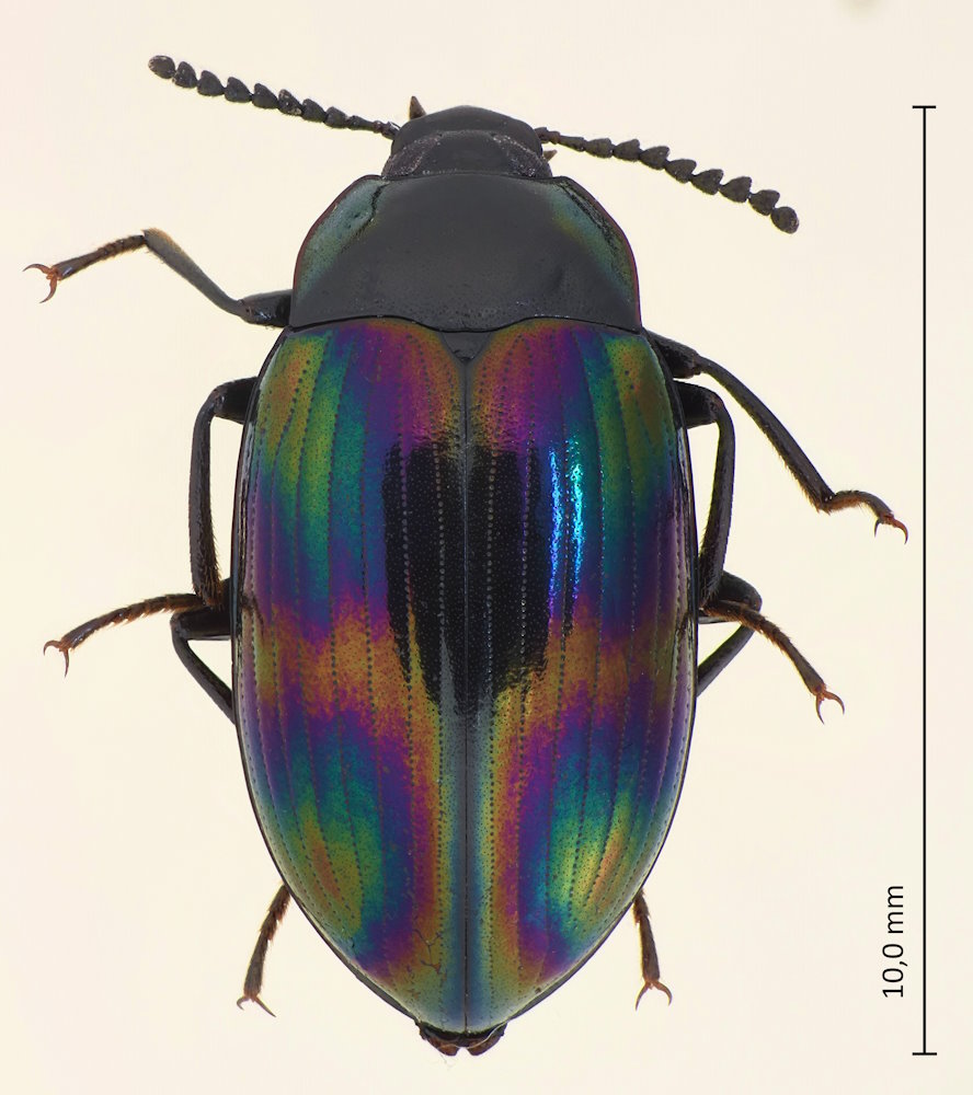 Ceropria induta