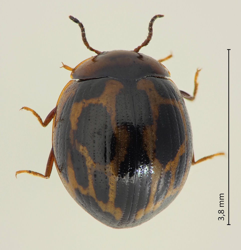 Derispia japonicola