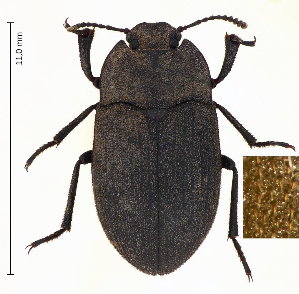 Gonocephalum pubens