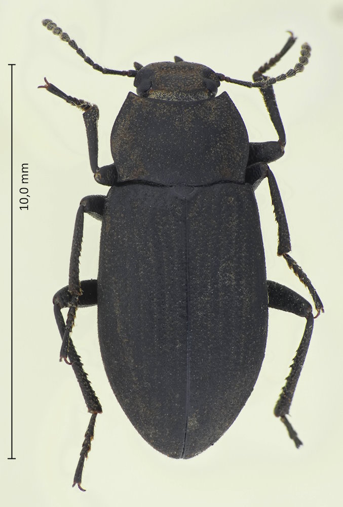 Gonocephalum sexuale