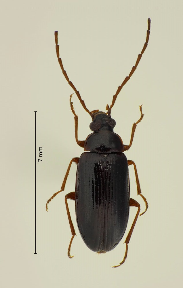 Hymenalia unicolor
