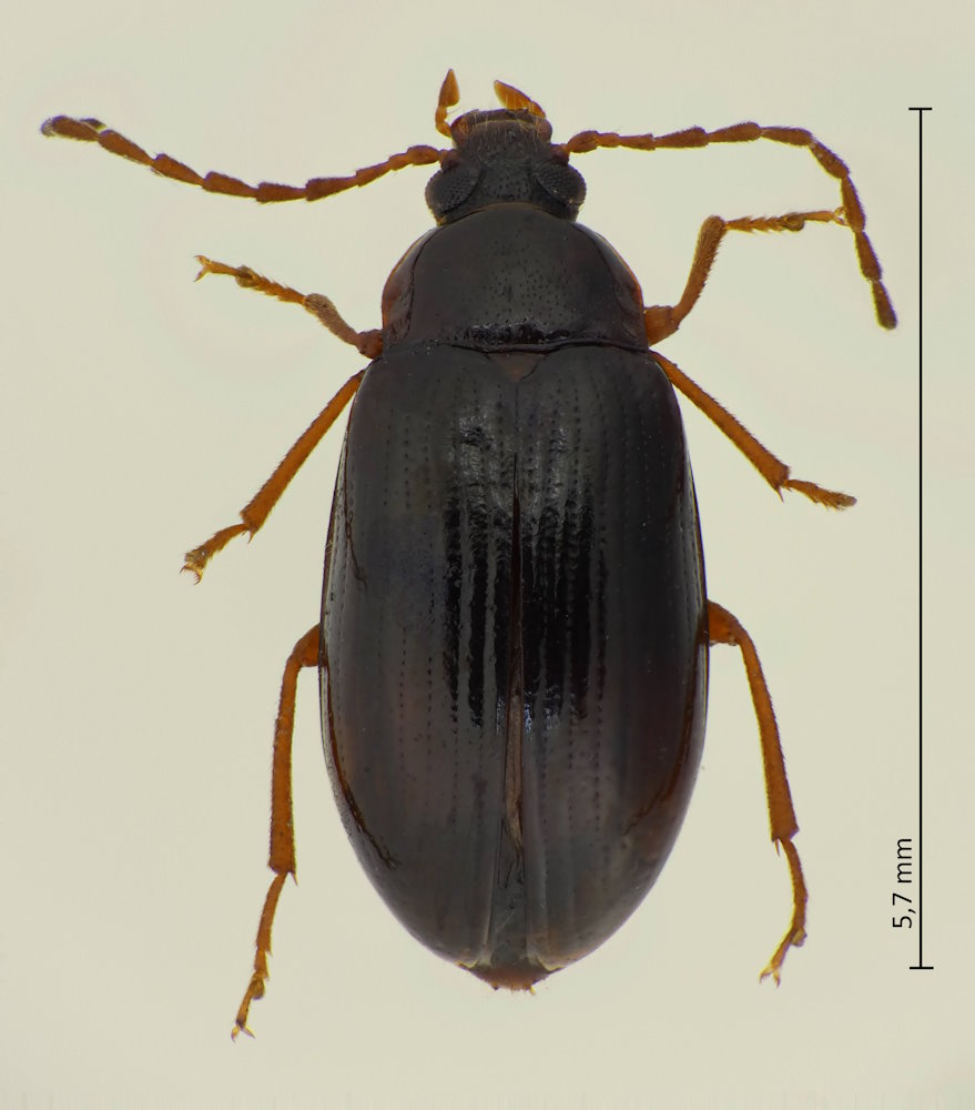 Hymenalia unicolor