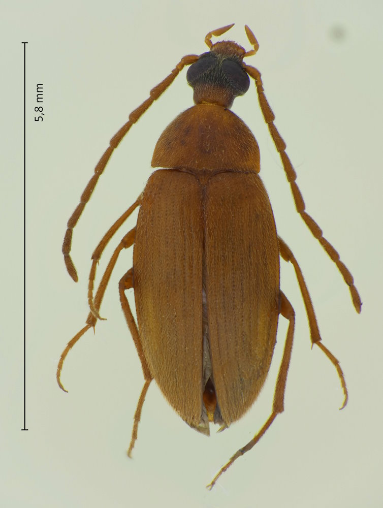 Isomira oculata