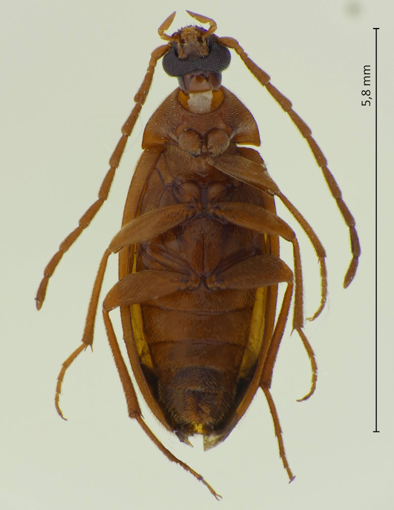 Isomira oculata